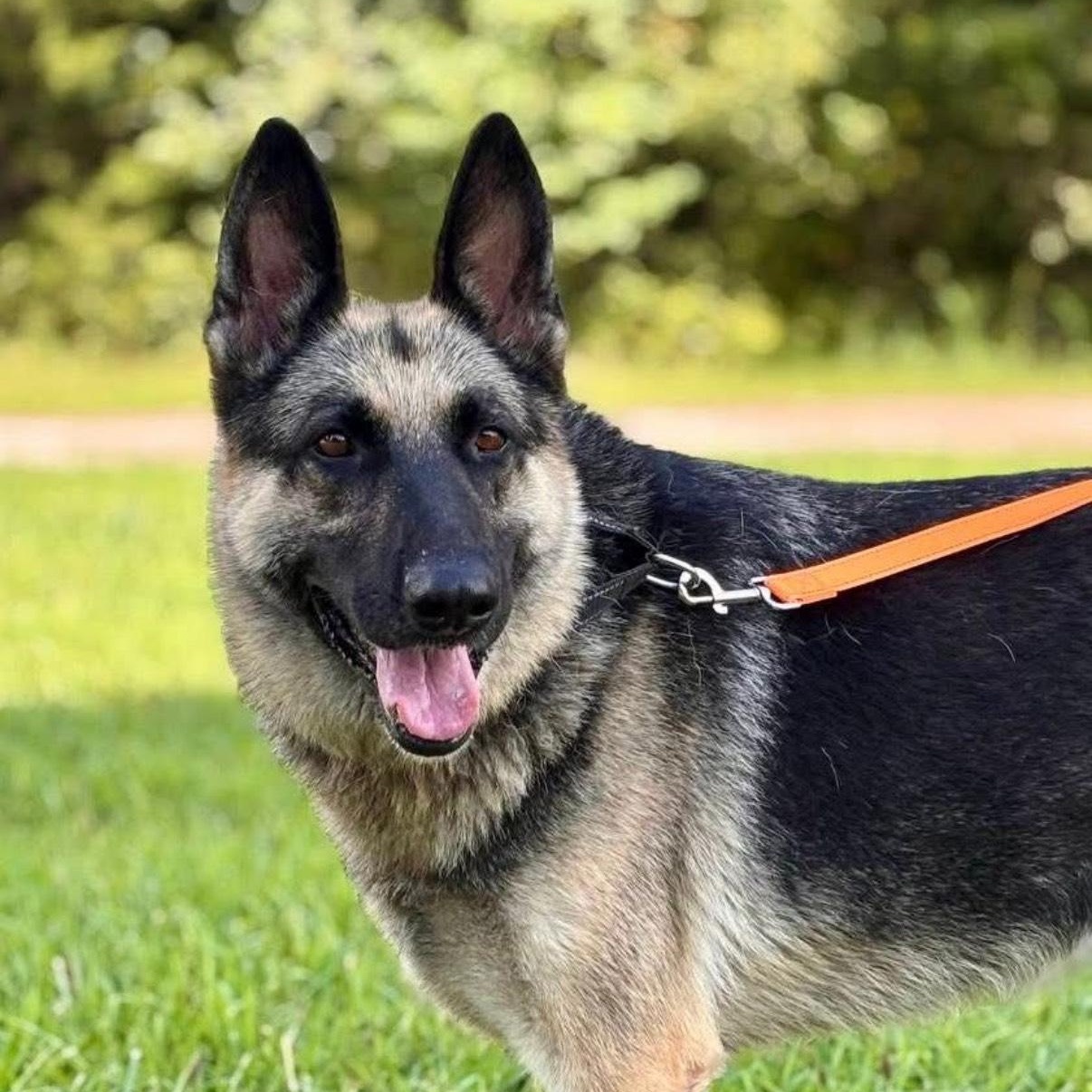 Enlarge Bella, a Adopted German Shepherd Dog in Salem, MO image 1/5