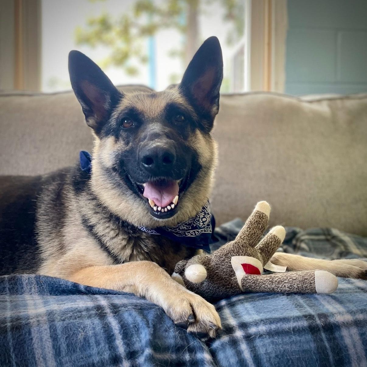 Enlarge Bella, a Adopted German Shepherd Dog in Salem, MO image 2/5