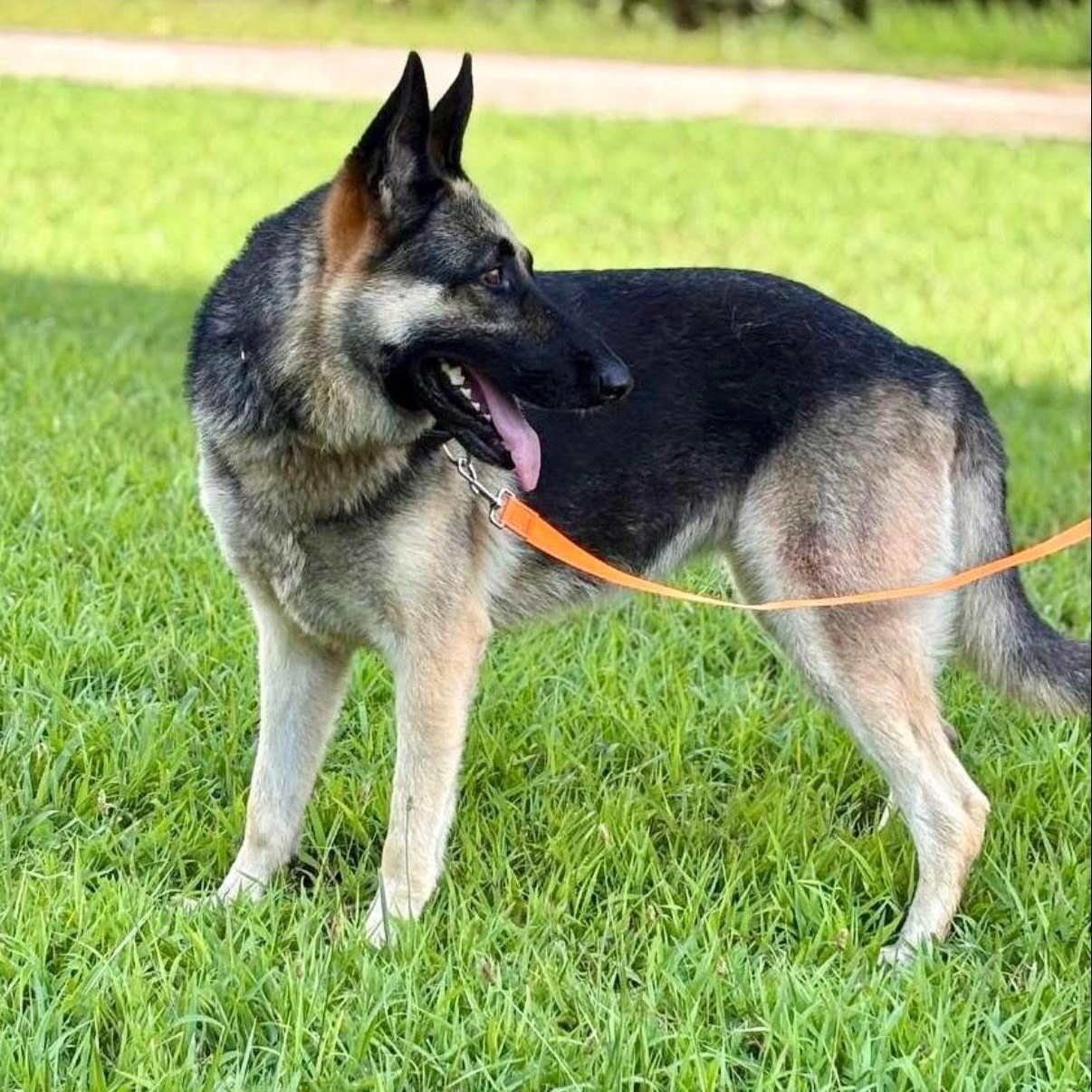 Enlarge Bella, a Adopted German Shepherd Dog in Salem, MO image 3/5