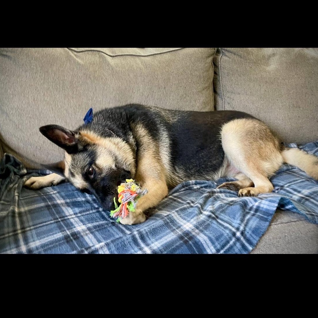 Enlarge Bella, a Adopted German Shepherd Dog in Salem, MO image 5/5