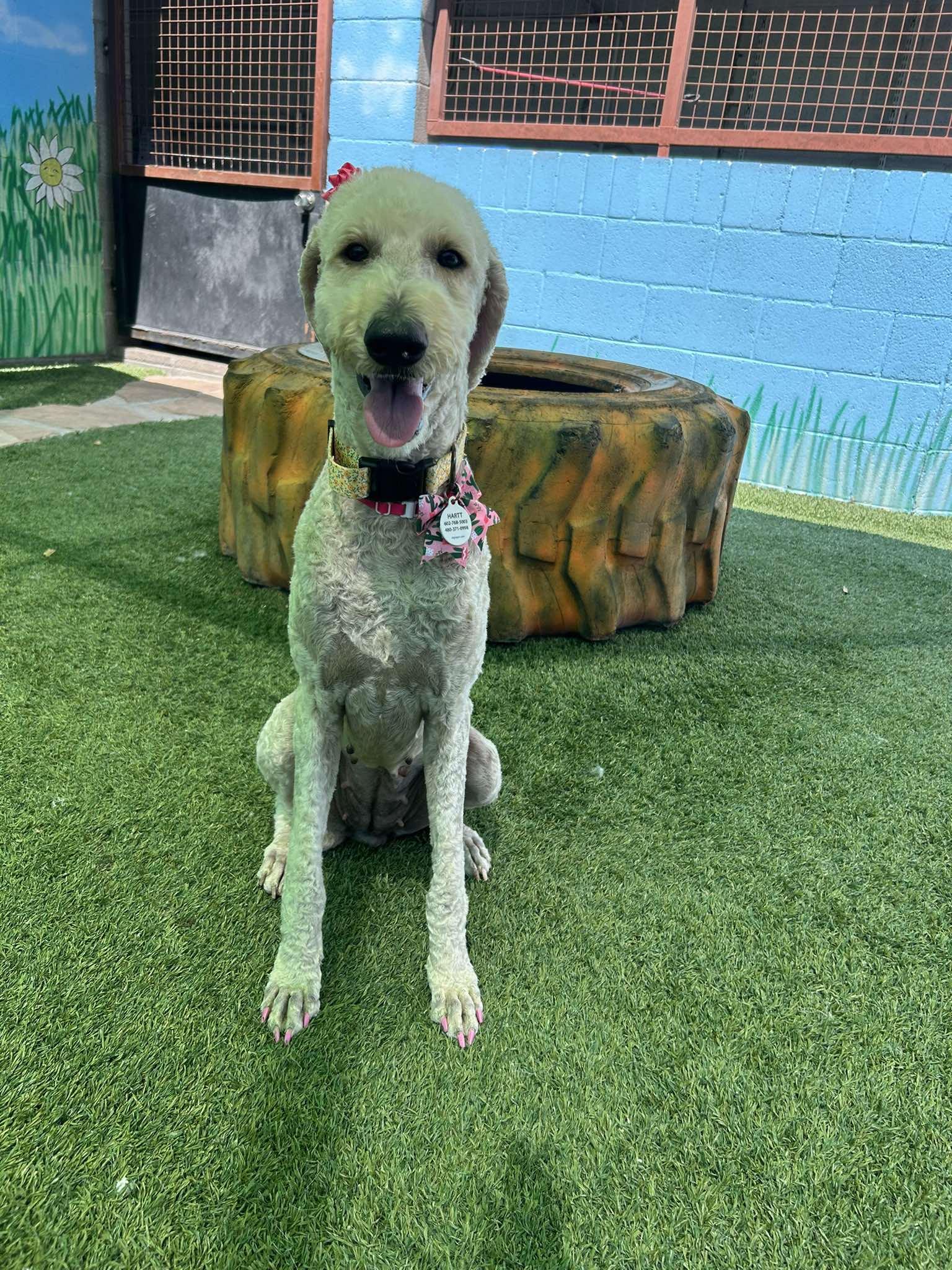 Georgette, adopted, Young Female Poodle.