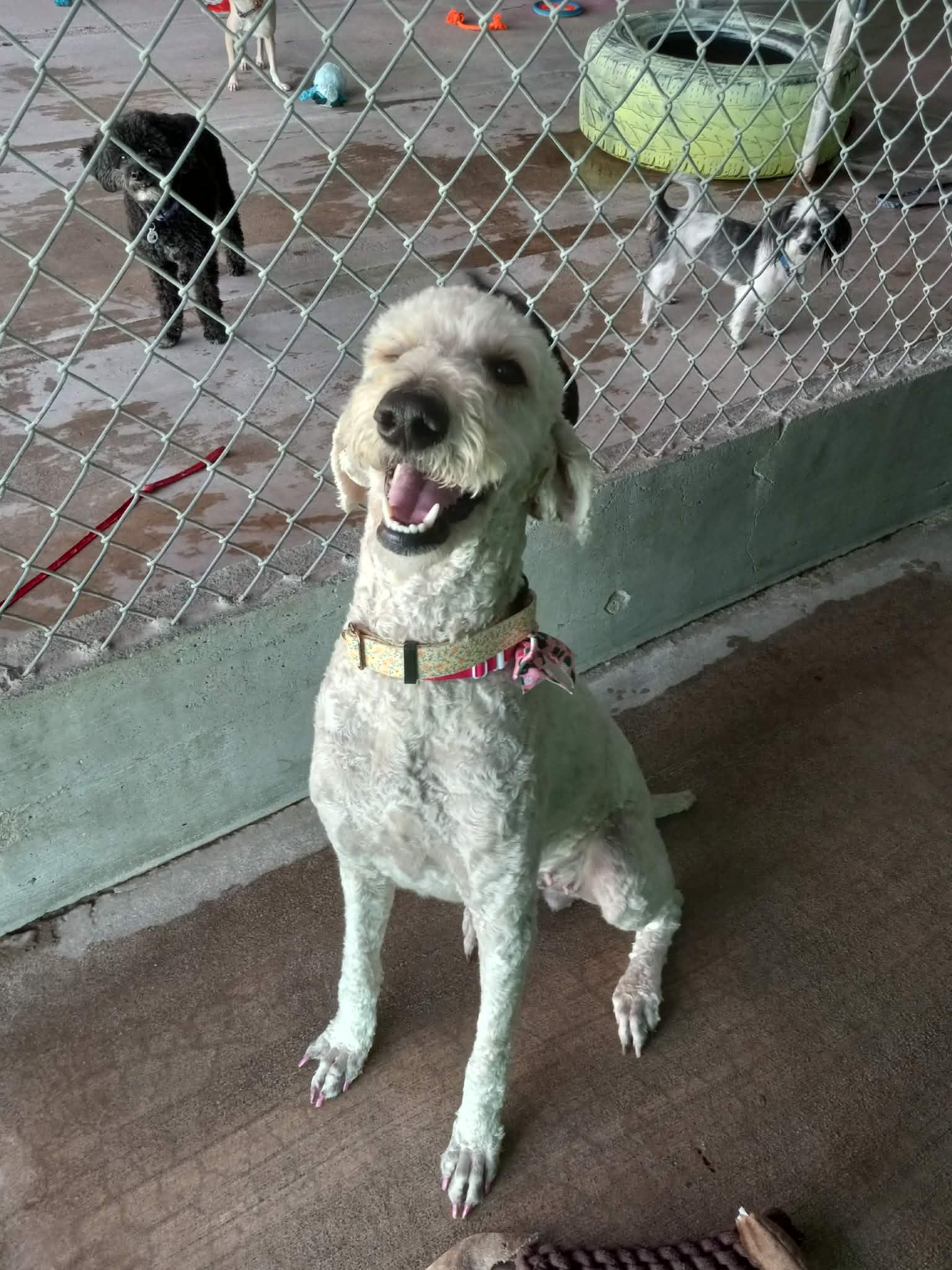 Georgette, an adopted mixed breed in Phoenix, AZ image 2/2