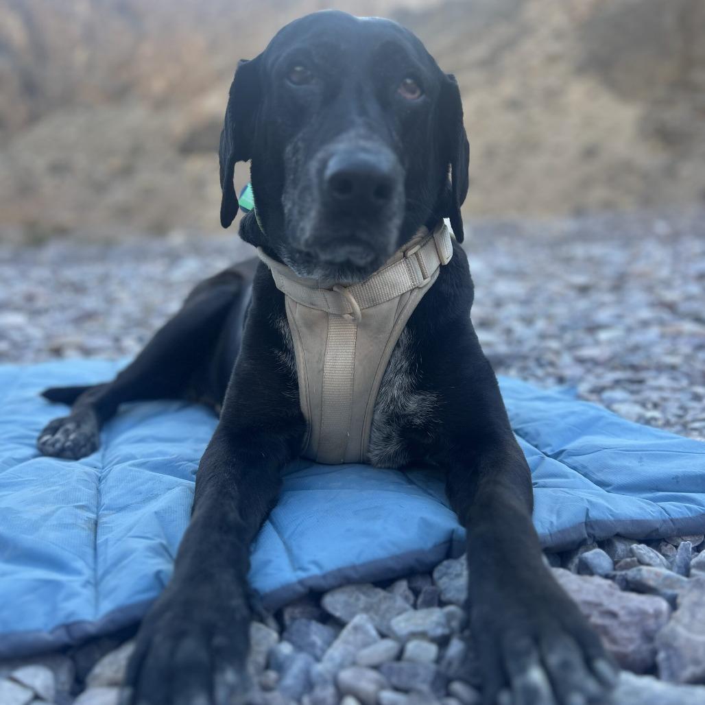Enlarge Sol, a Adoptable mixed breed in San Diego, CA image 1/6