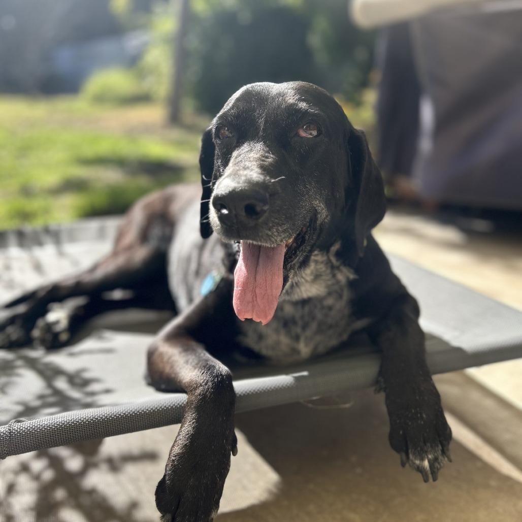 Enlarge Sol, a Adoptable mixed breed in San Diego, CA image 4/6