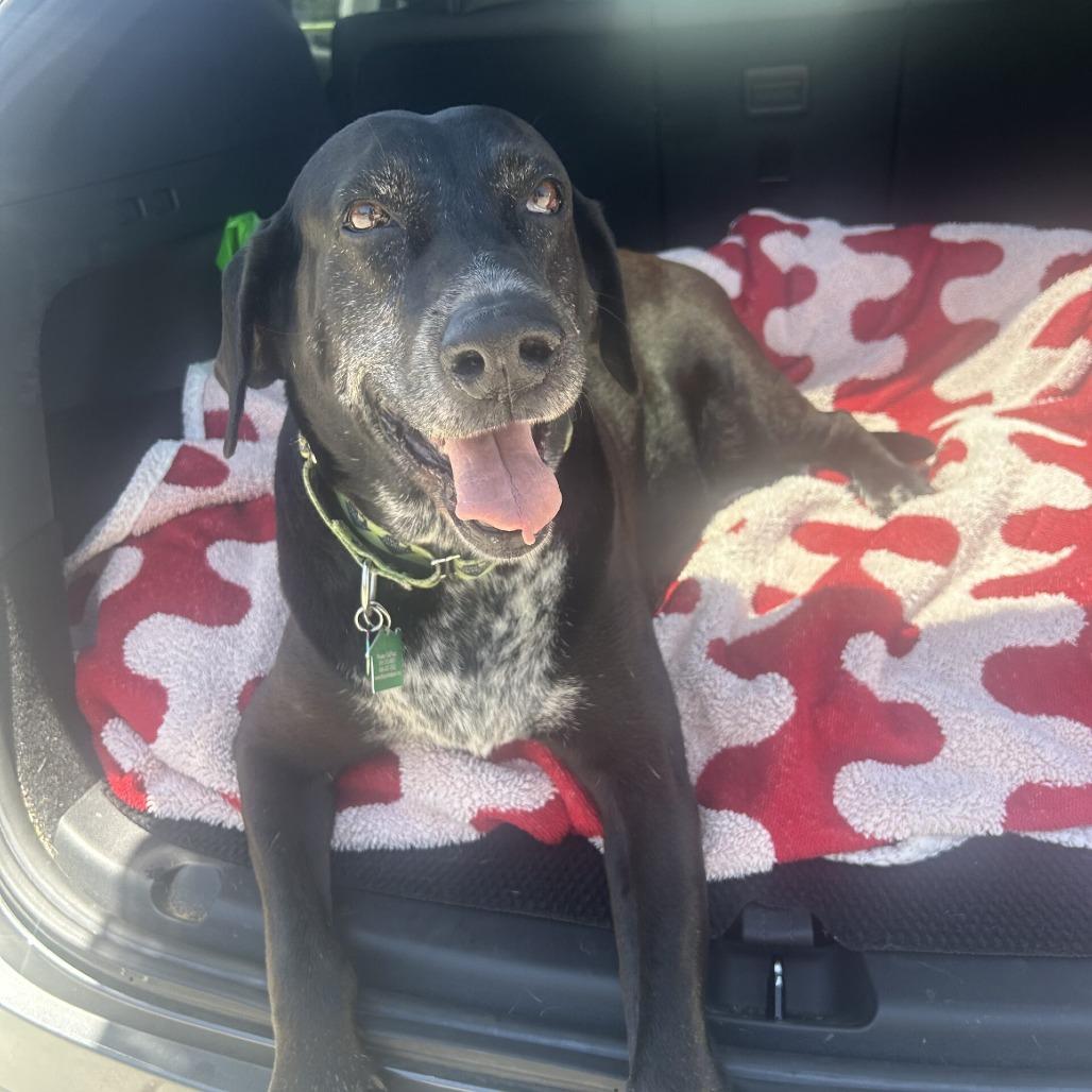 Enlarge Sol, a Adoptable mixed breed in San Diego, CA image 6/6