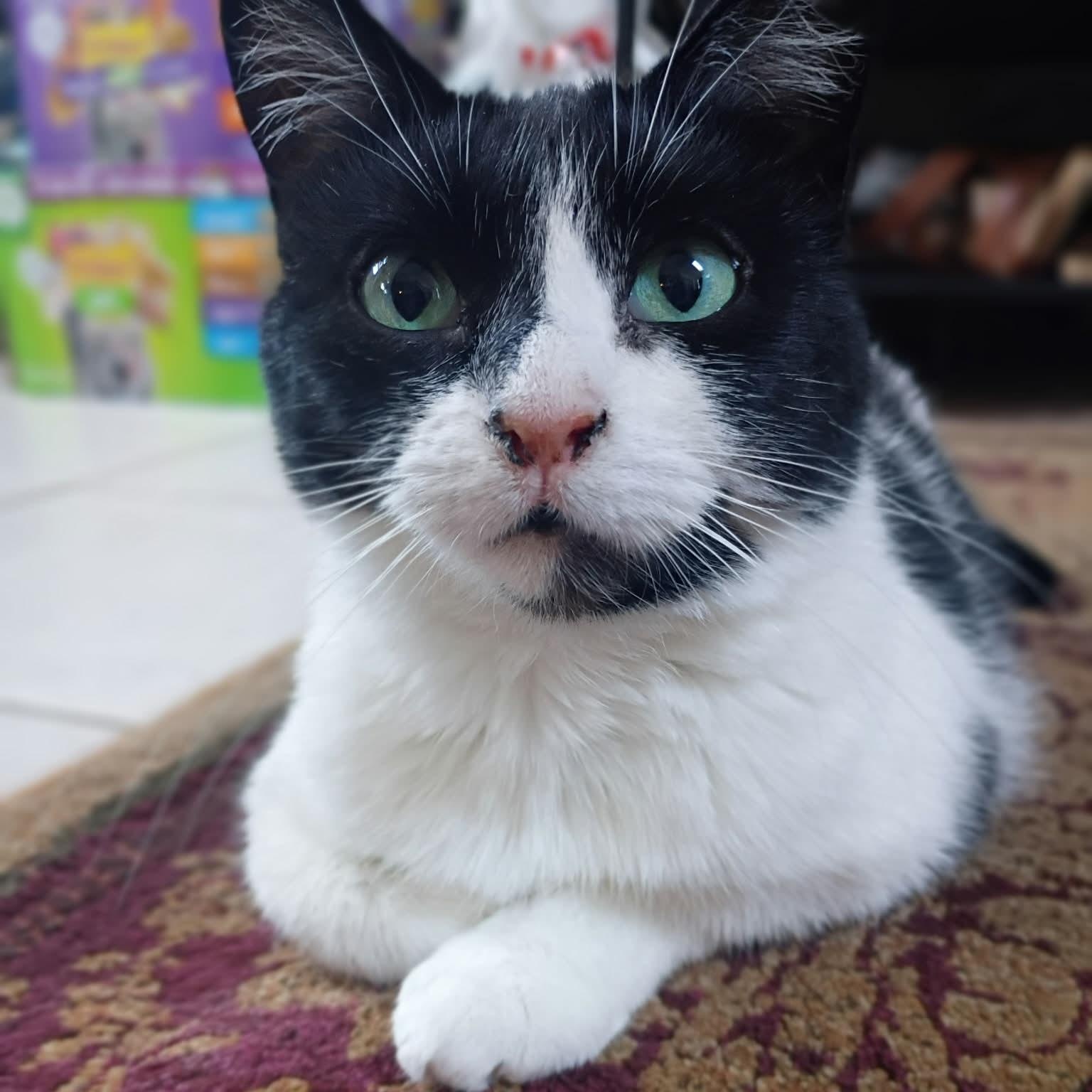 Alice, ADOPTABLE, Adult Female Domestic Medium Hair.