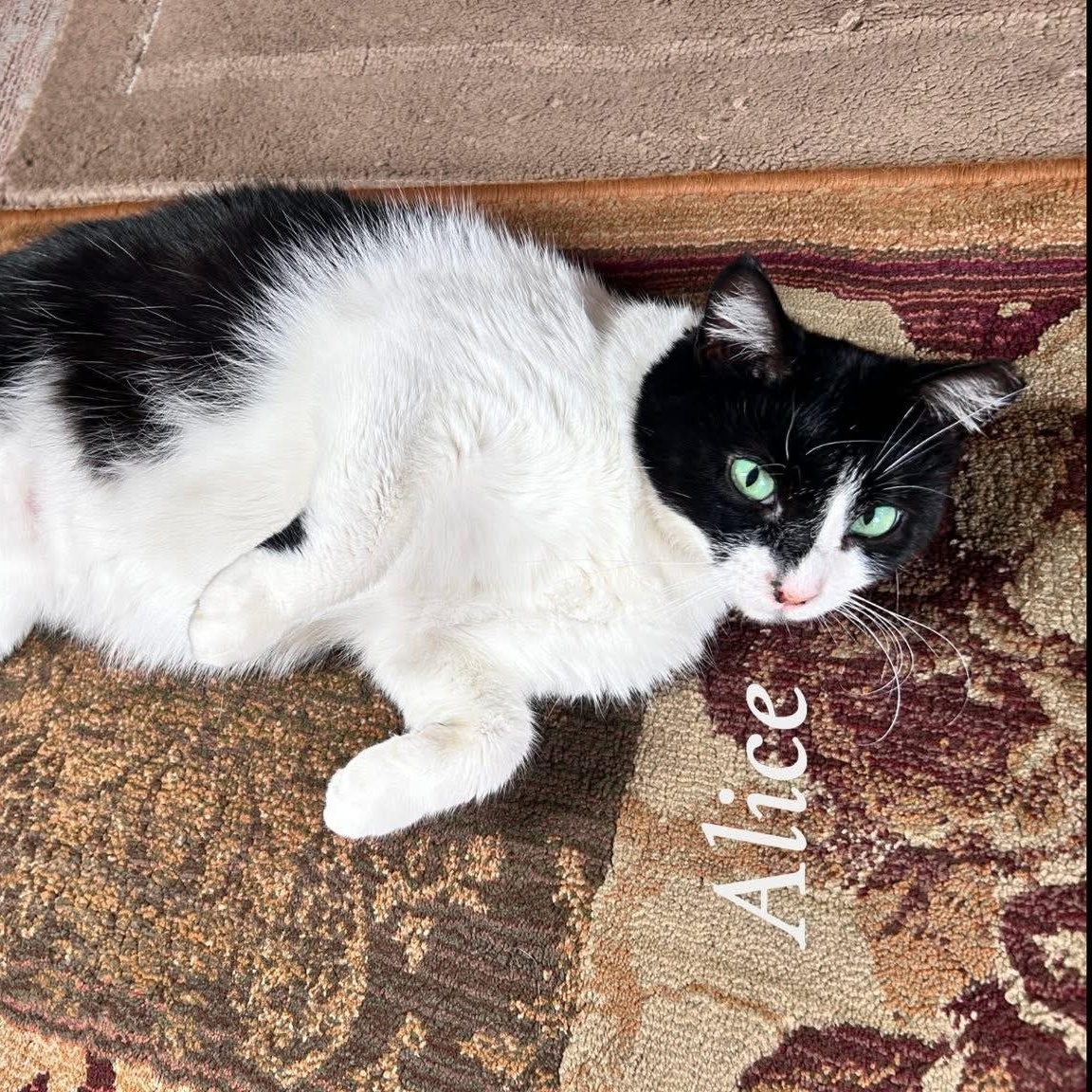 Alice, a ADOPTABLE Domestic Medium Hair in Saginaw, MI image 2/2