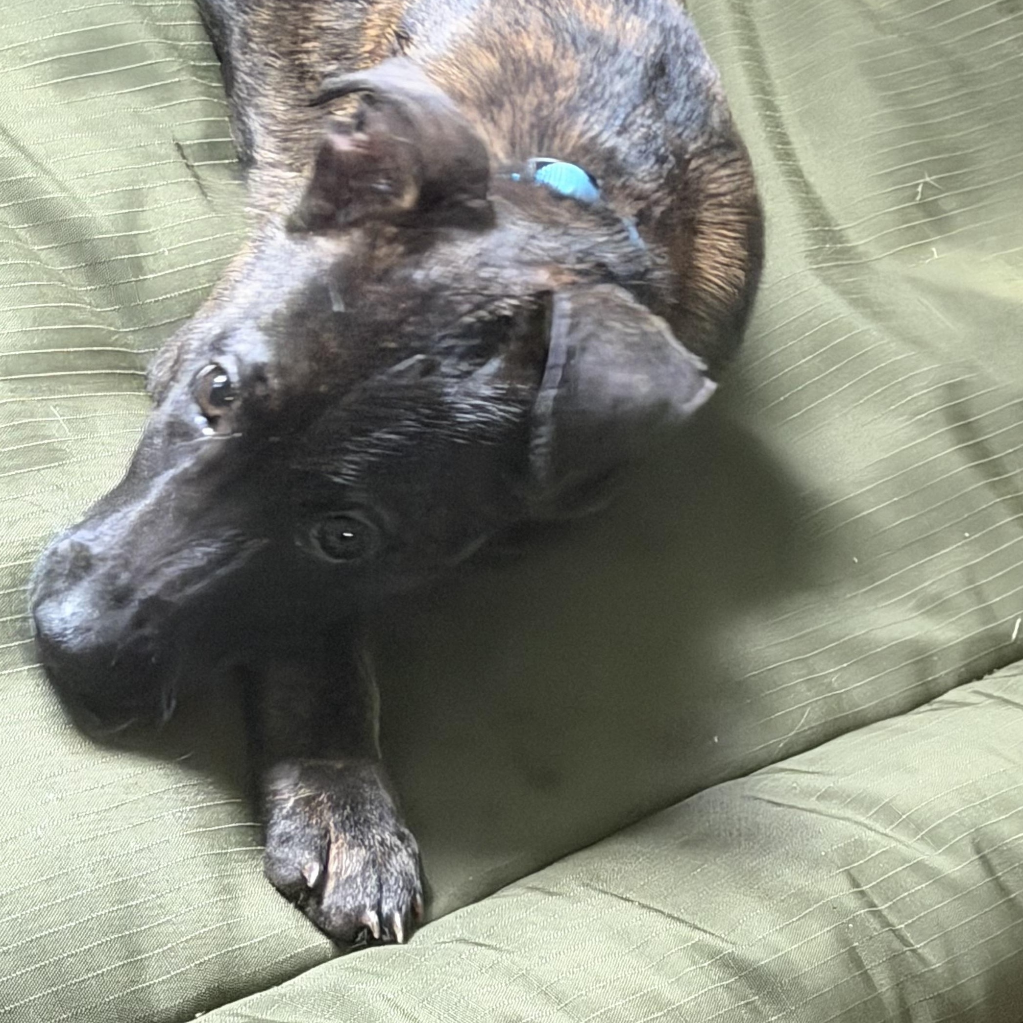 Enlarge Ted, a Adoptable mixed breed in Richmond, VA image 4/6