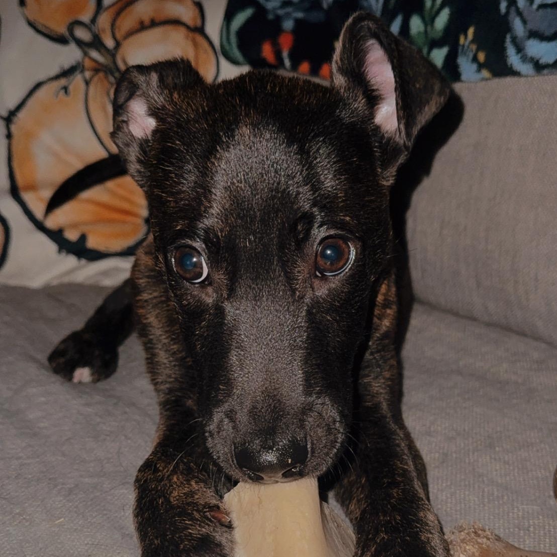 Enlarge Ted, a Adoptable mixed breed in Richmond, VA image 5/6