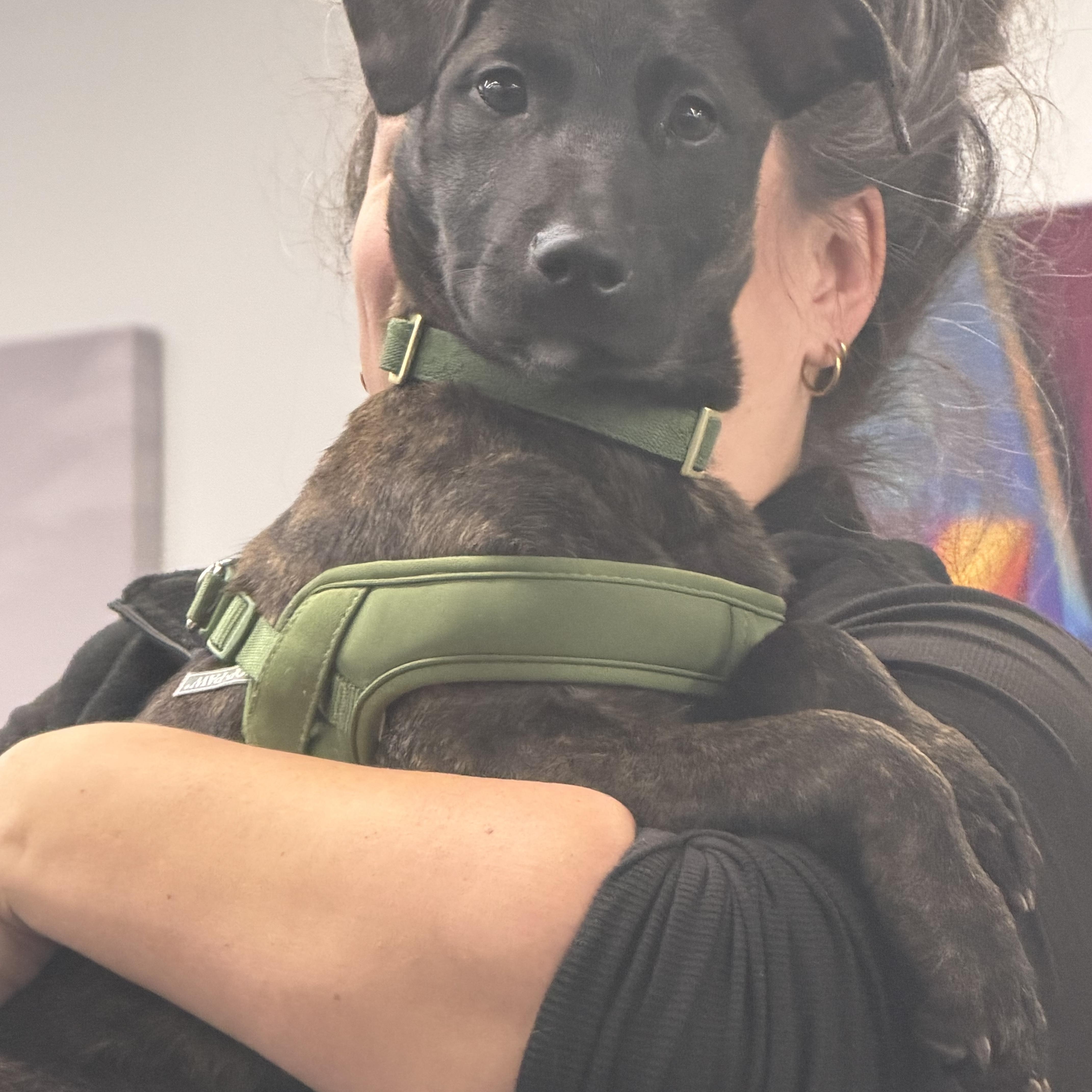 Enlarge Ted, a Adoptable mixed breed in Richmond, VA image 2/6