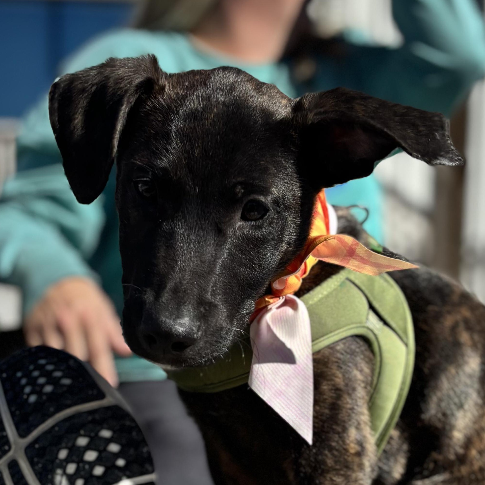 Enlarge Ted, a Adoptable mixed breed in Richmond, VA image 1/6