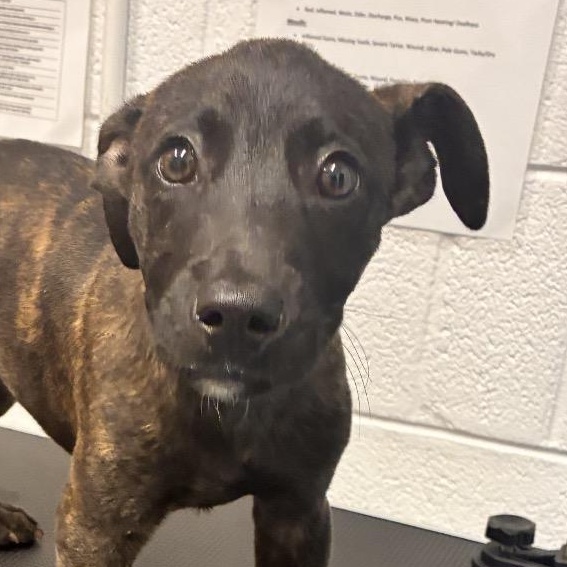 Ted, Adoptable, Puppy Male Pit Bull Terrier.