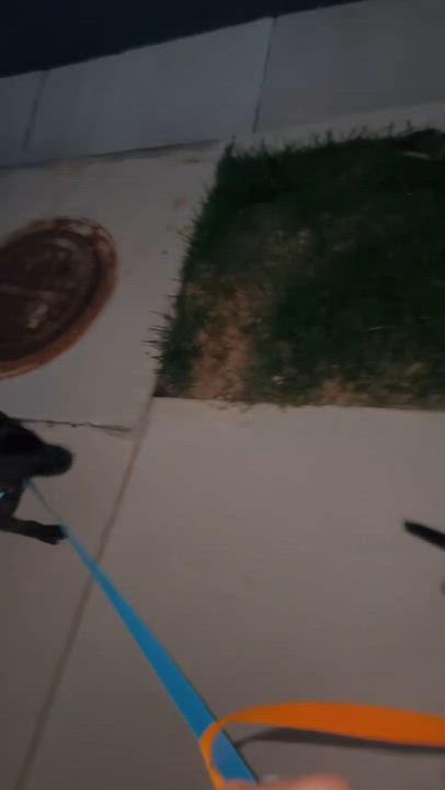 Enlarge Ted, a Adoptable mixed breed in Richmond, VA video 6/6