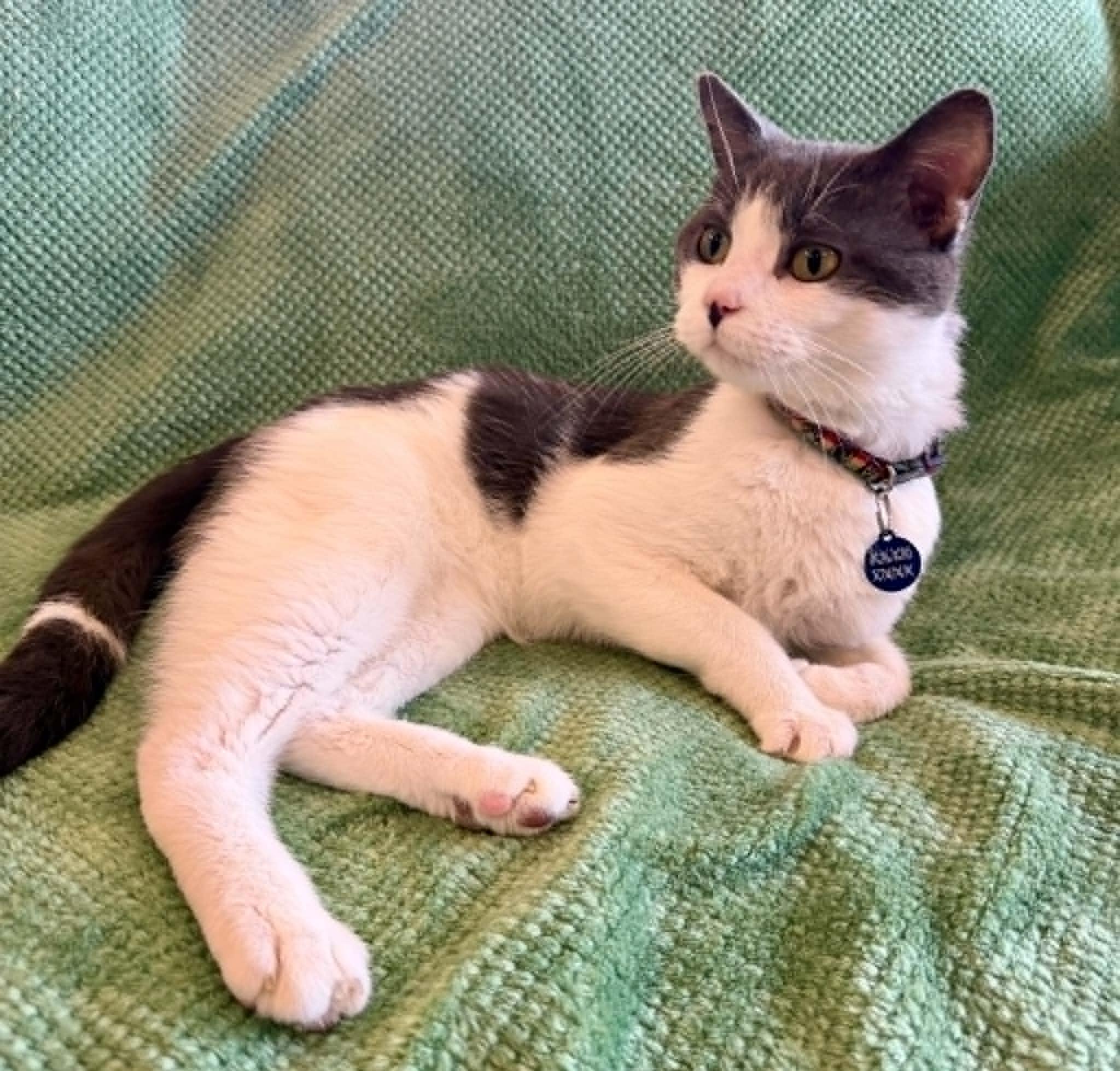 Arthur, ADOPTABLE, Young Male Domestic Short Hair.