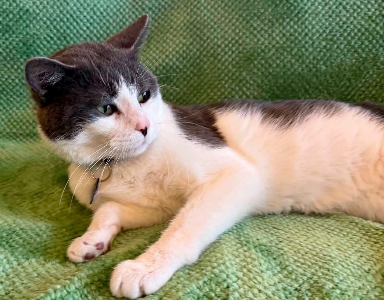 Arthur, a ADOPTABLE Domestic Short Hair in Alexandria, MN image 2/2