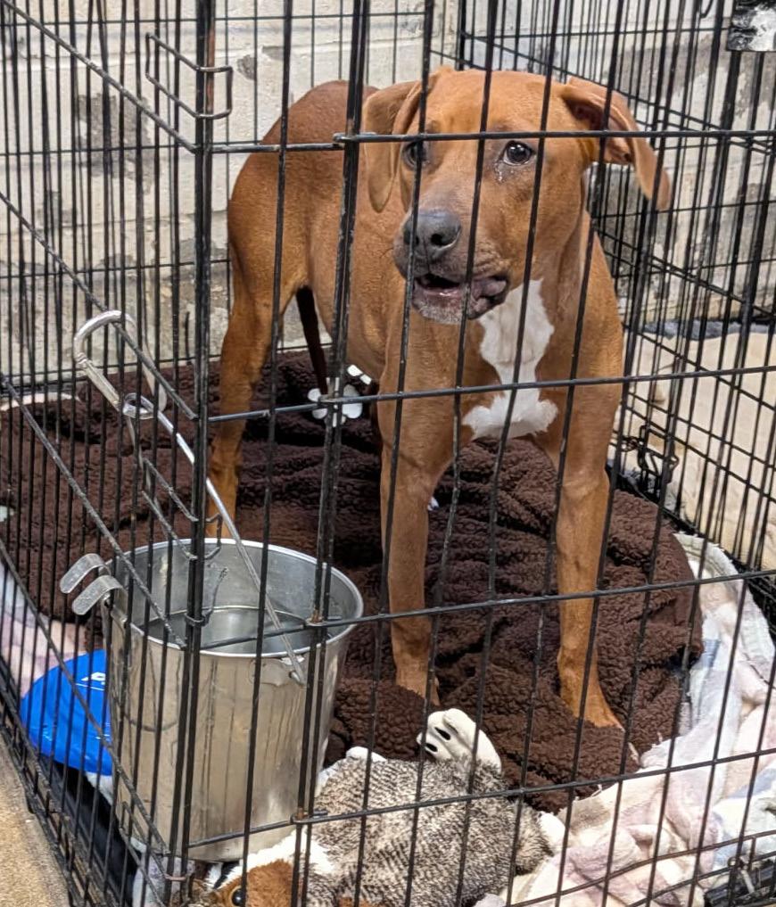 Shakenbake thumbnail 2