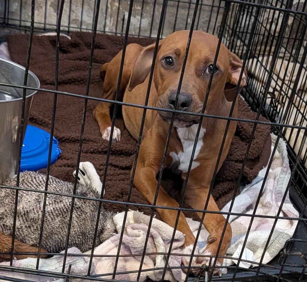 Shakenbake thumbnail 4