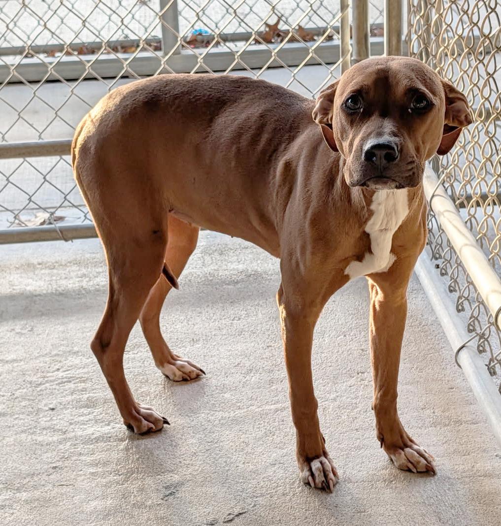 Shakenbake thumbnail 5