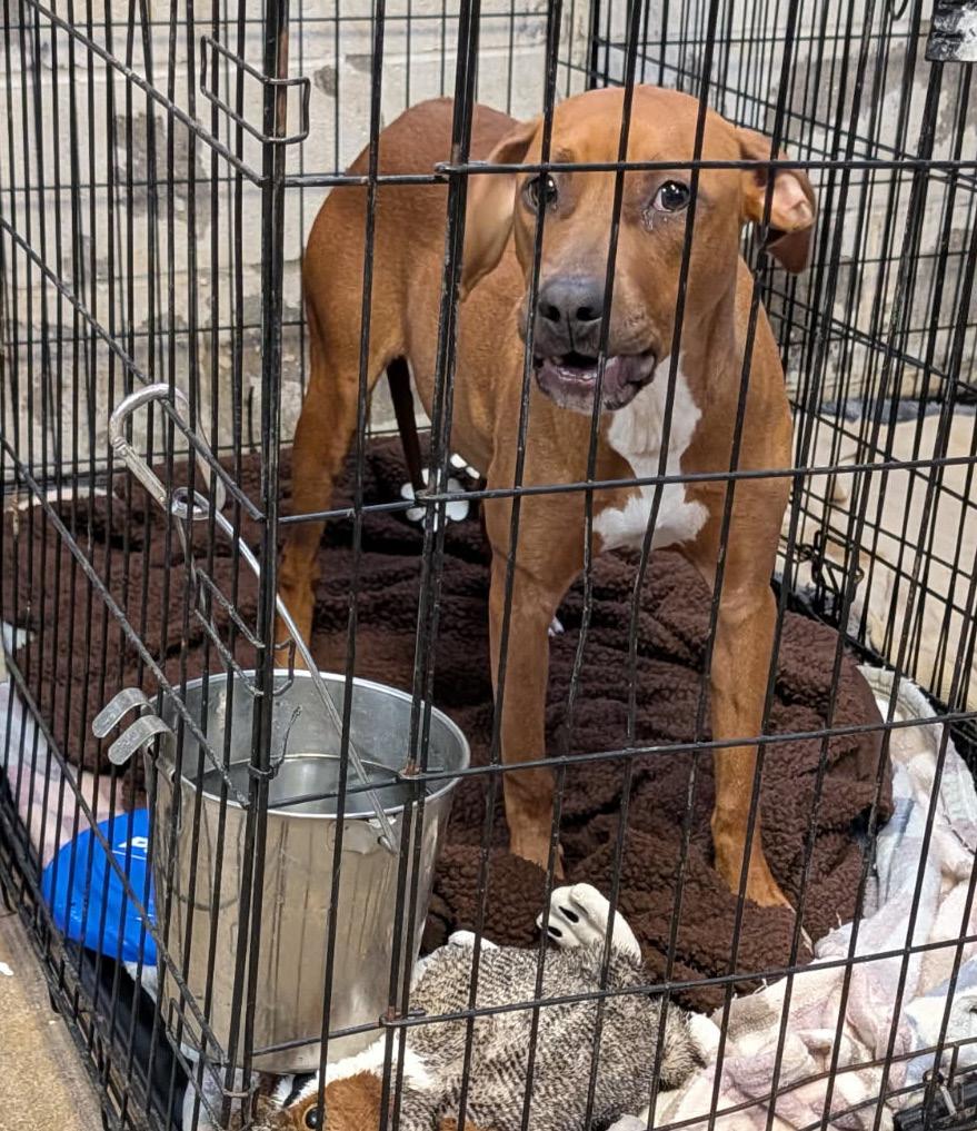 Shakenbake thumbnail 6