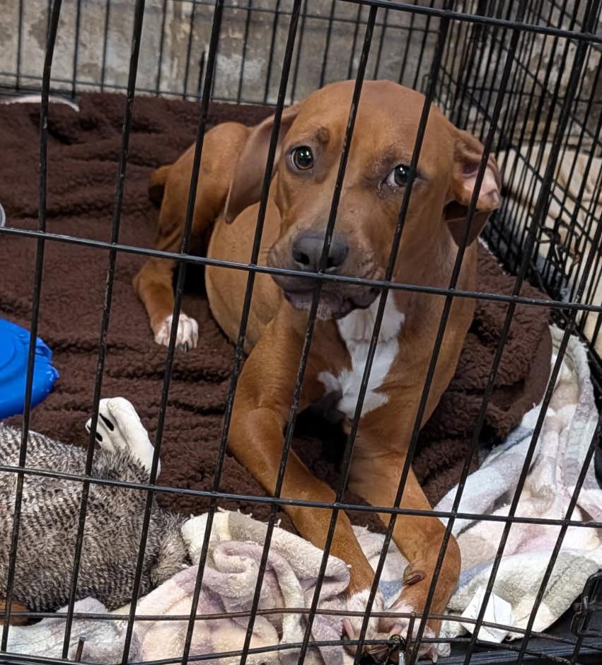 Shakenbake thumbnail 7