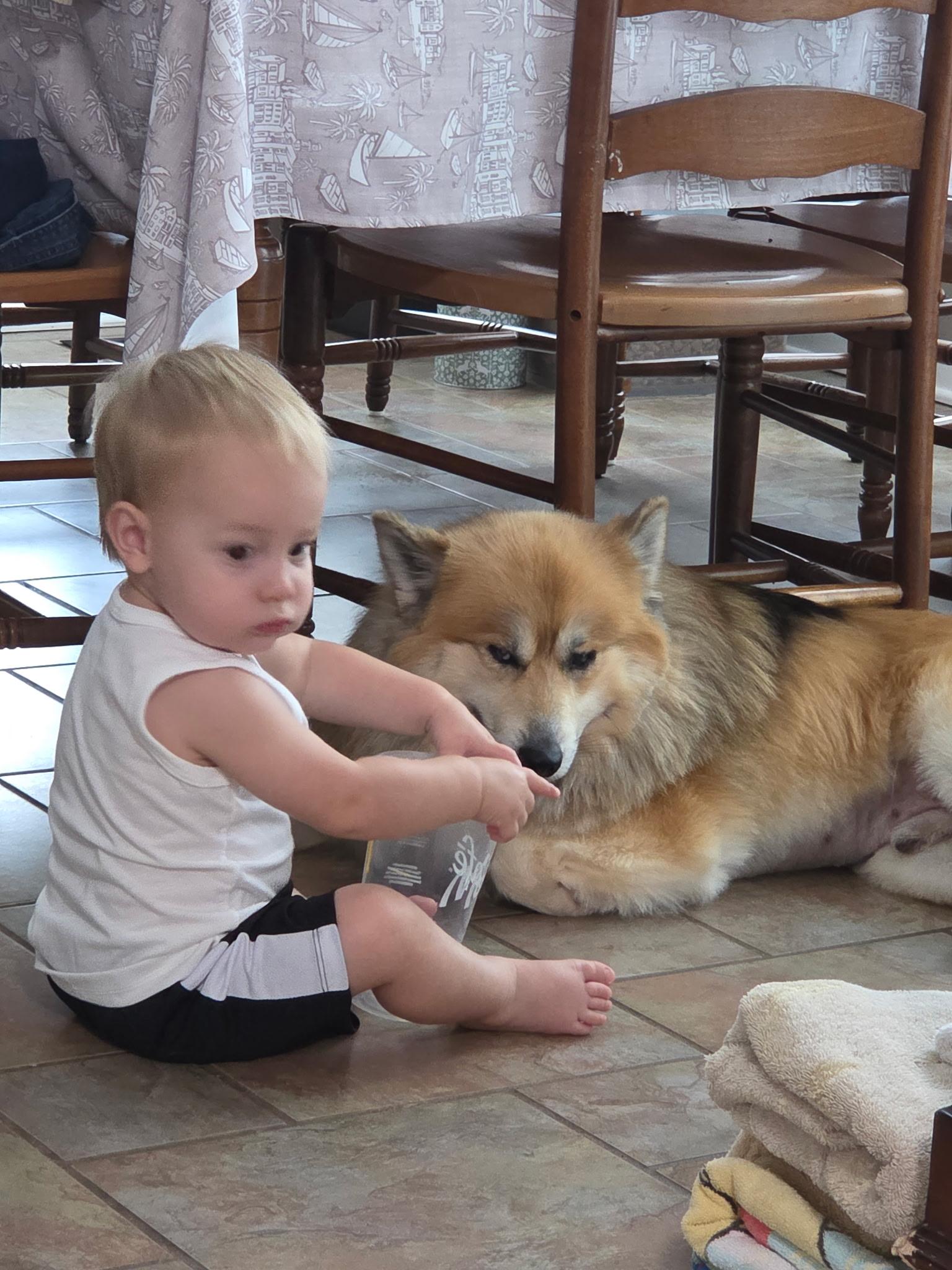 Bailey male, Adoptable, Young Male Pomsky.