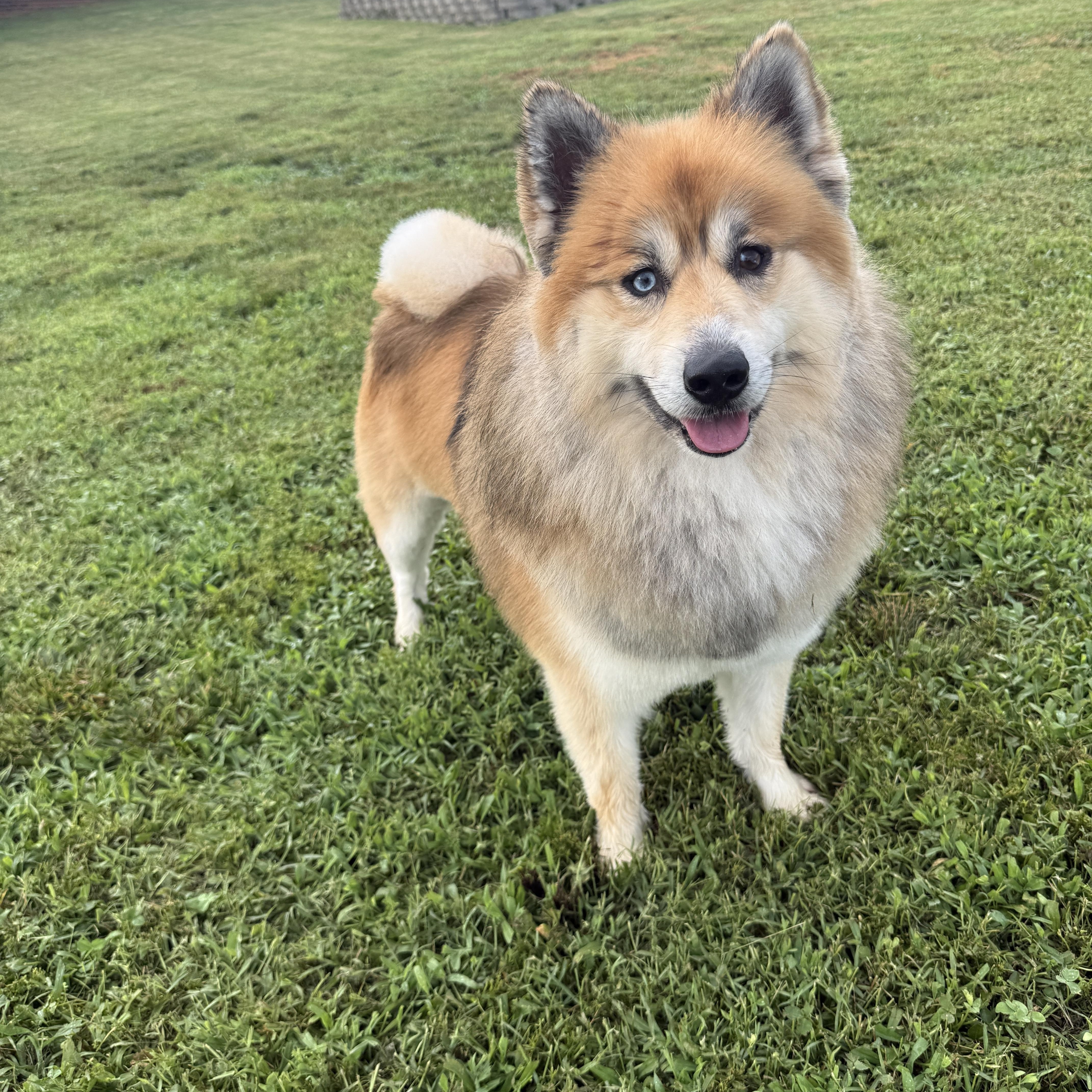 Enlarge Bailey male, a Adoptable mixed breed in Cary, NC image 5/5