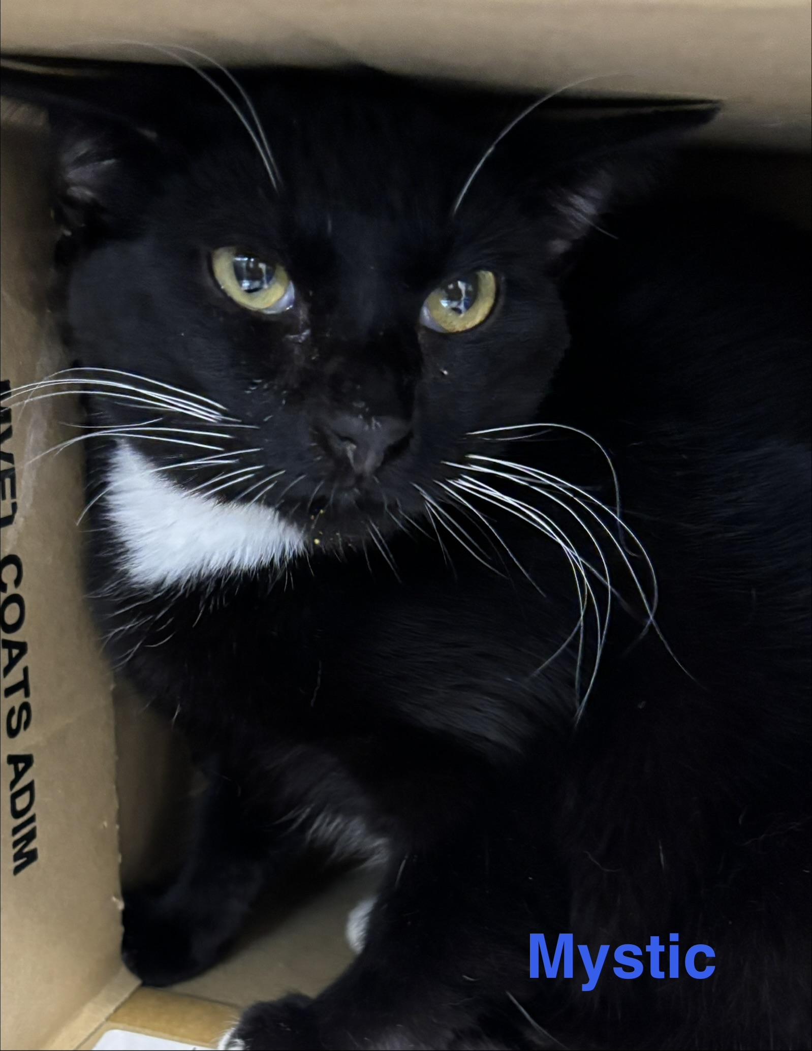 Enlarge Mystic, a Adoptable Tuxedo in Las Vegas, NV image 1/1