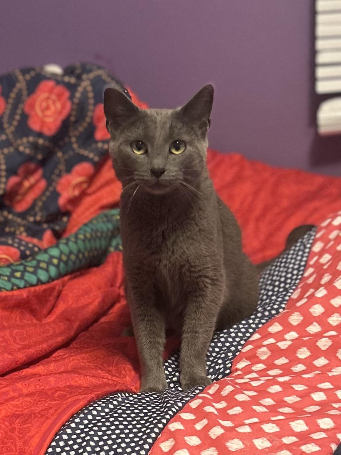 Enlarge Momma, a ADOPTABLE mixed breed in Cleveland, OH image 1/4