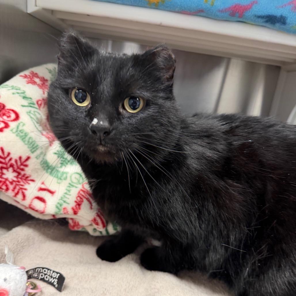 Enlarge Thor, a Adoptable Domestic Medium Hair in International Falls, MN image 1/2