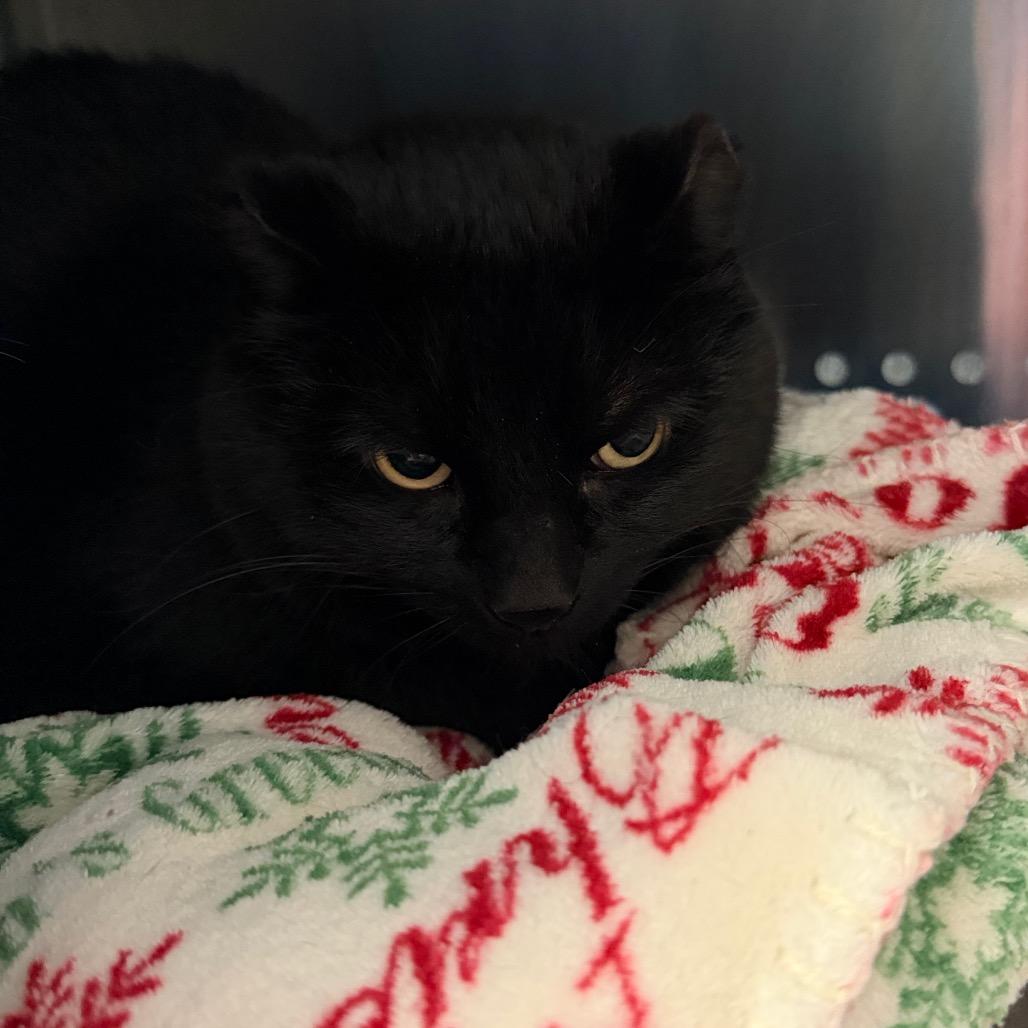 Enlarge Thor, a Adoptable Domestic Medium Hair in International Falls, MN image 2/2