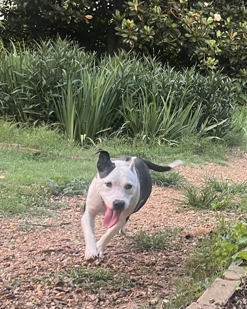 Enlarge Kathleen, a Adoptable mixed breed in Acworth, GA image 1/5
