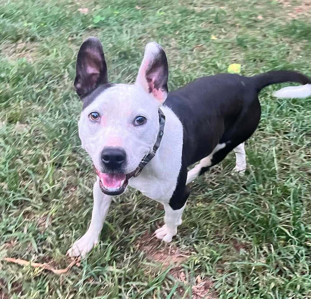Enlarge Kathleen, a Adoptable mixed breed in Acworth, GA image 2/5