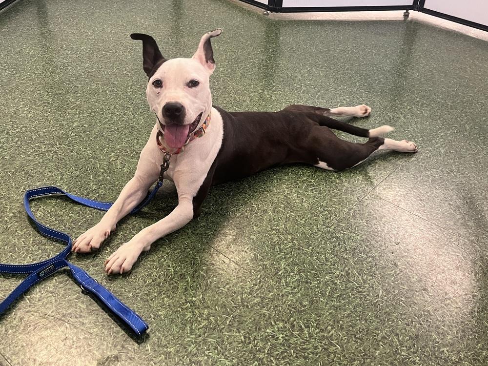 Enlarge Kathleen, a Adoptable mixed breed in Acworth, GA image 3/5