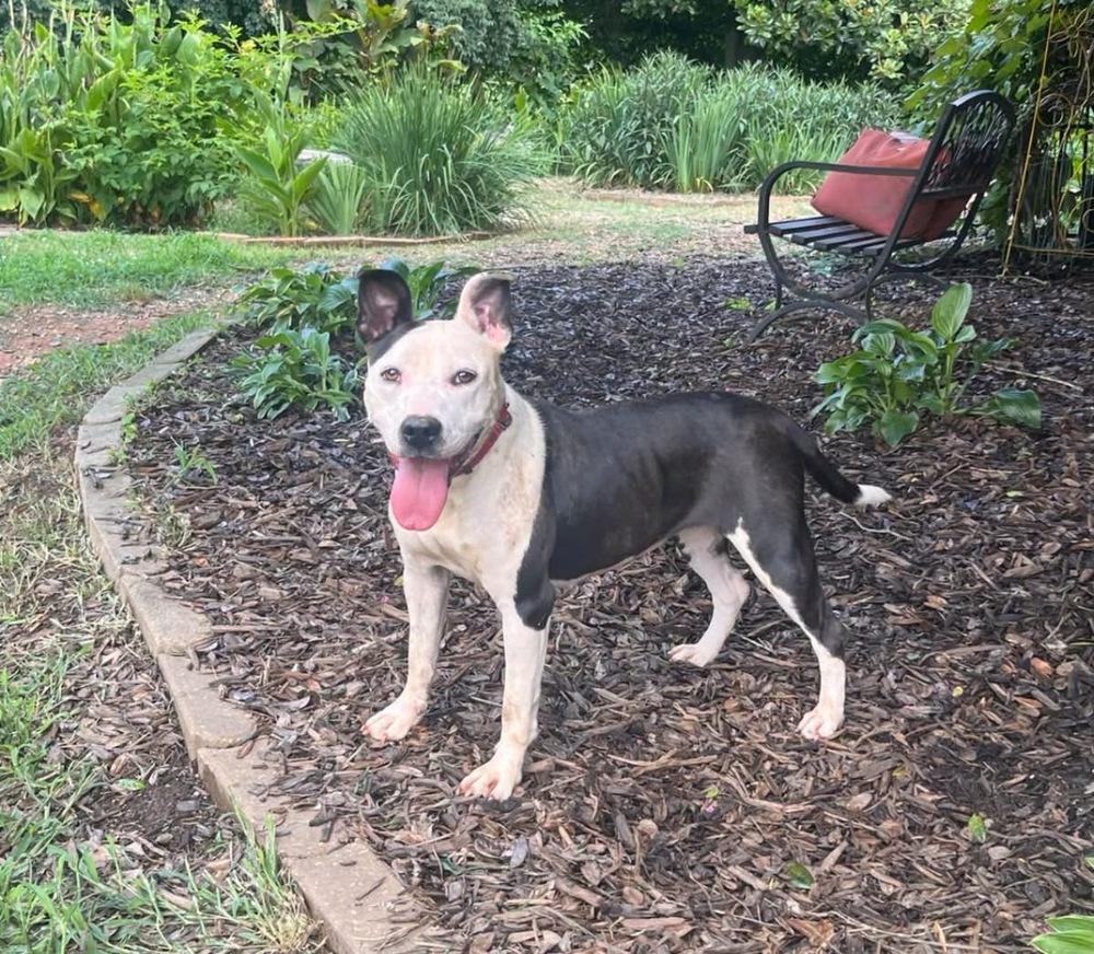 Enlarge Kathleen, a Adoptable mixed breed in Acworth, GA image 4/5