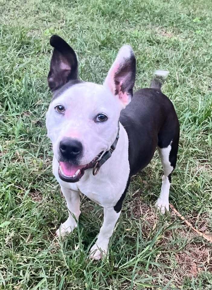 Enlarge Kathleen, a Adoptable mixed breed in Acworth, GA image 5/5