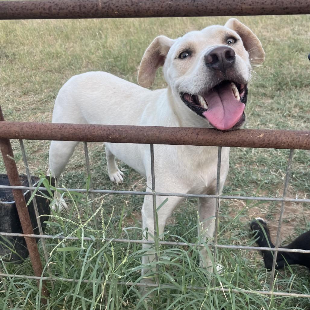 Brantley, Adoptable, Young Male Yellow Labrador Retriever & Pit Bull Terrier.