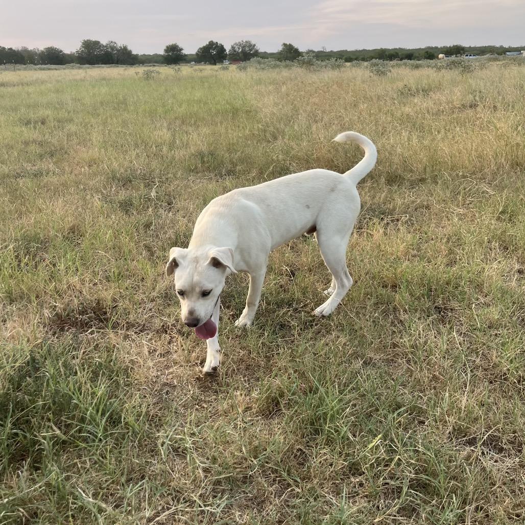 Enlarge Brantley, a Adoptable mixed breed in Floresville, TX image 2/3