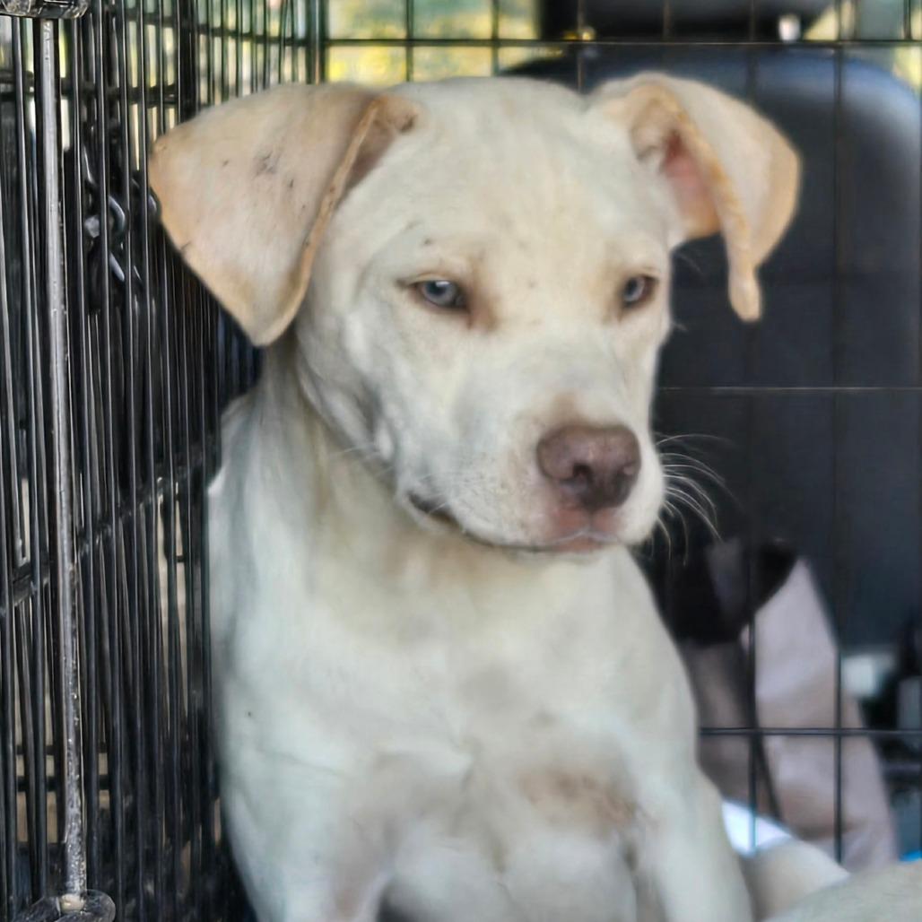 Brantley, Adoptable, Young Male Yellow Labrador Retriever & Pit Bull Terrier.
