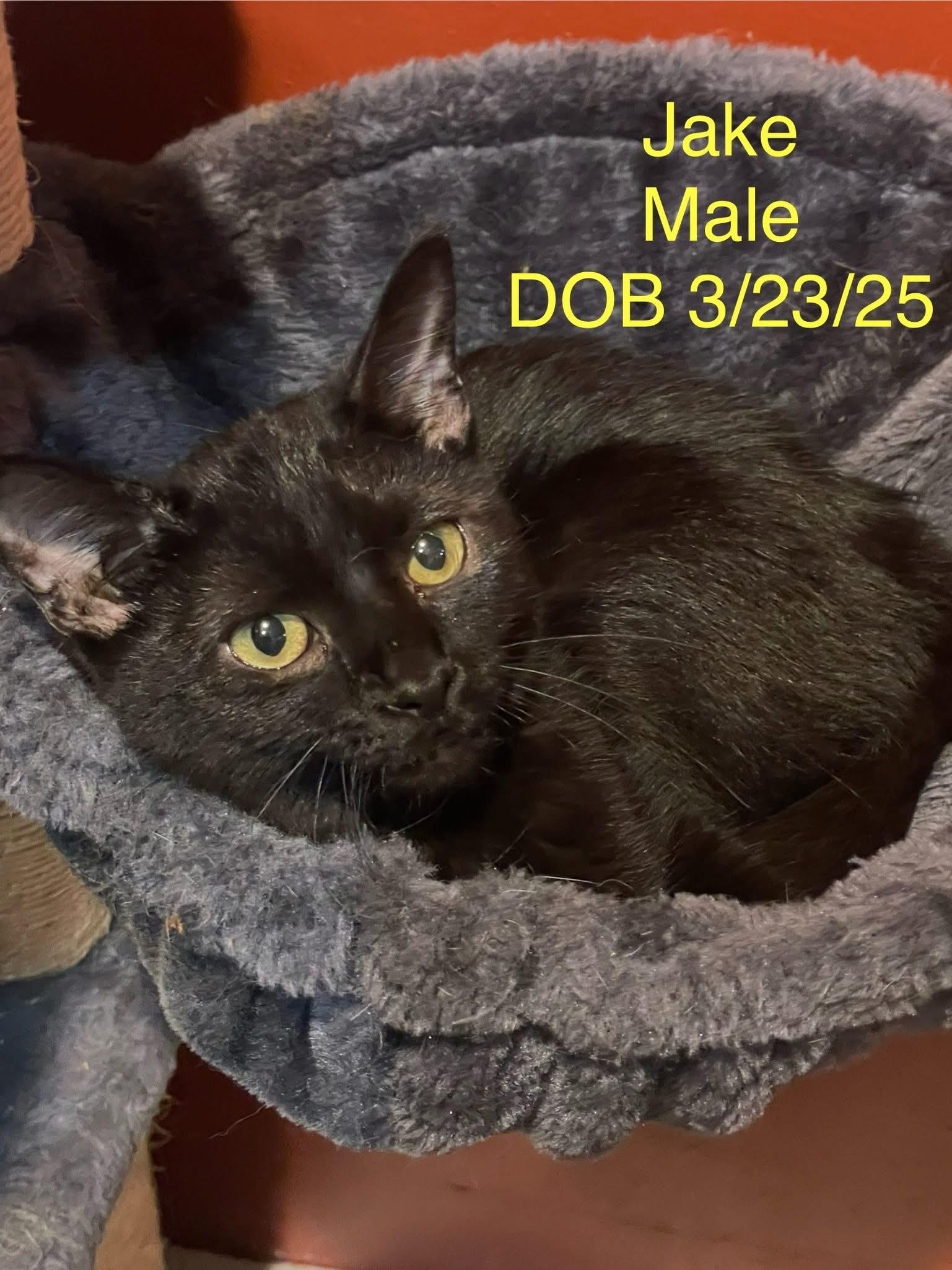 Male Kittens - Part 2