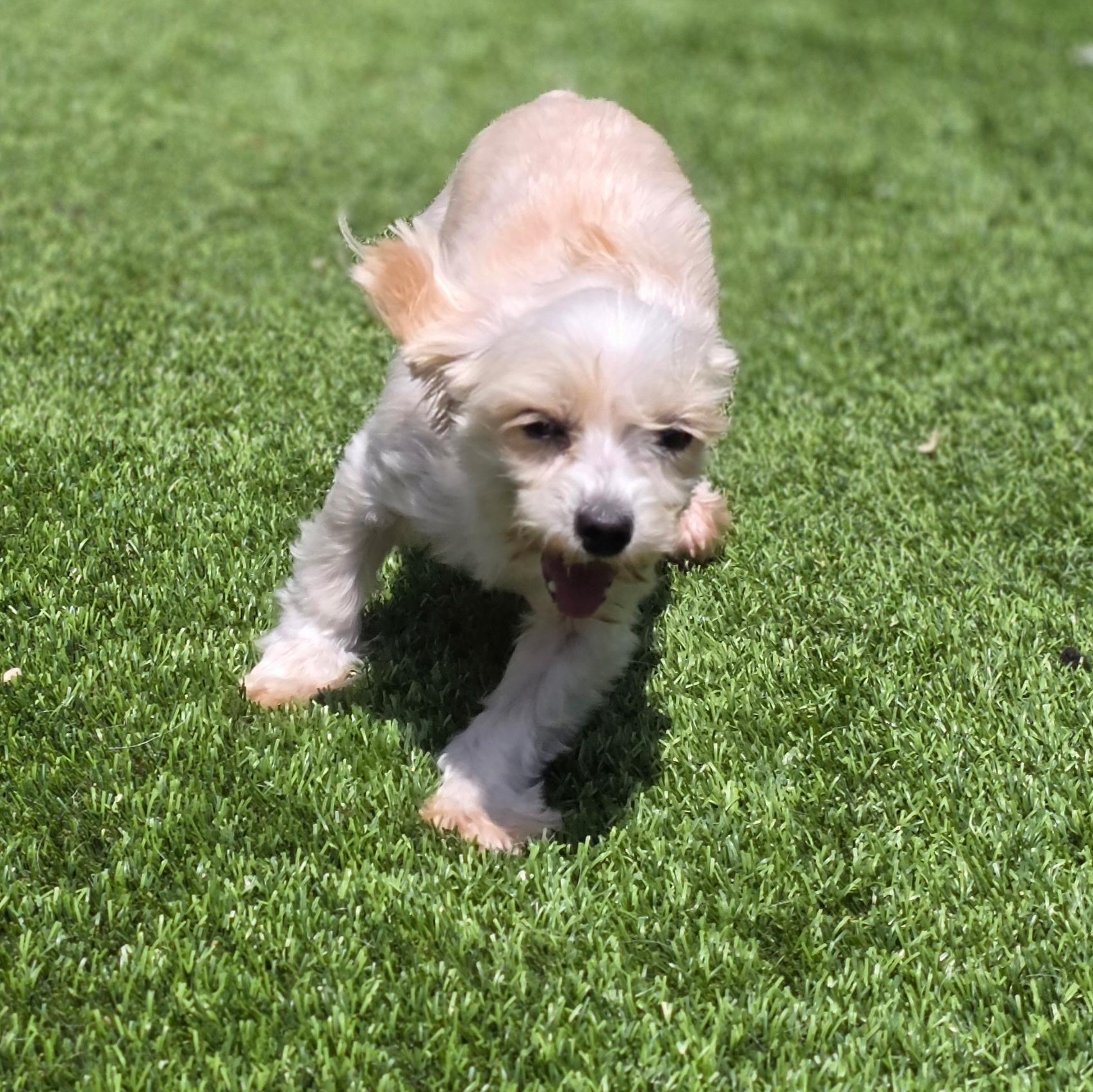 Nilla, ADOPTABLE, Adult Female Yorkshire Terrier.
