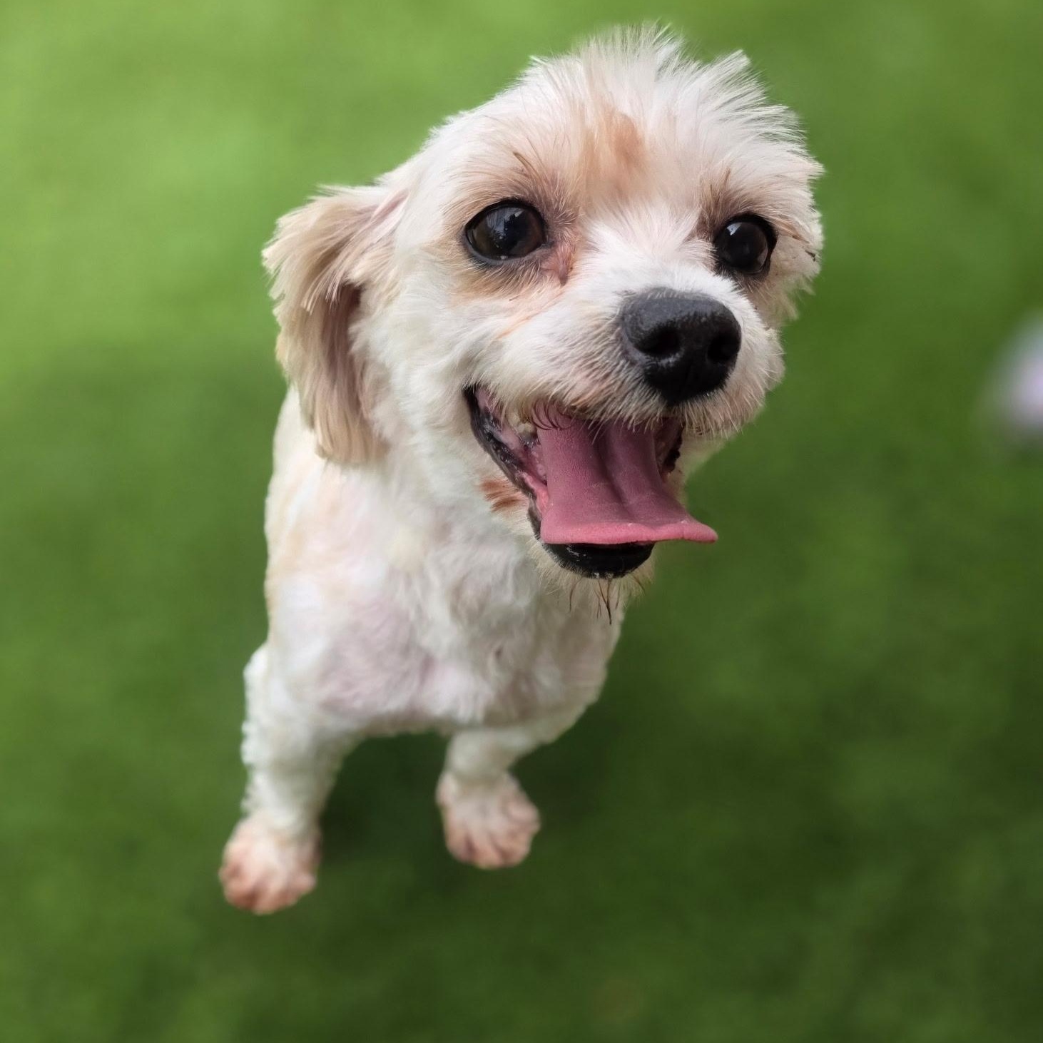 Enlarge Nilla, a ADOPTABLE Yorkshire Terrier in Anderson, SC image 3/4