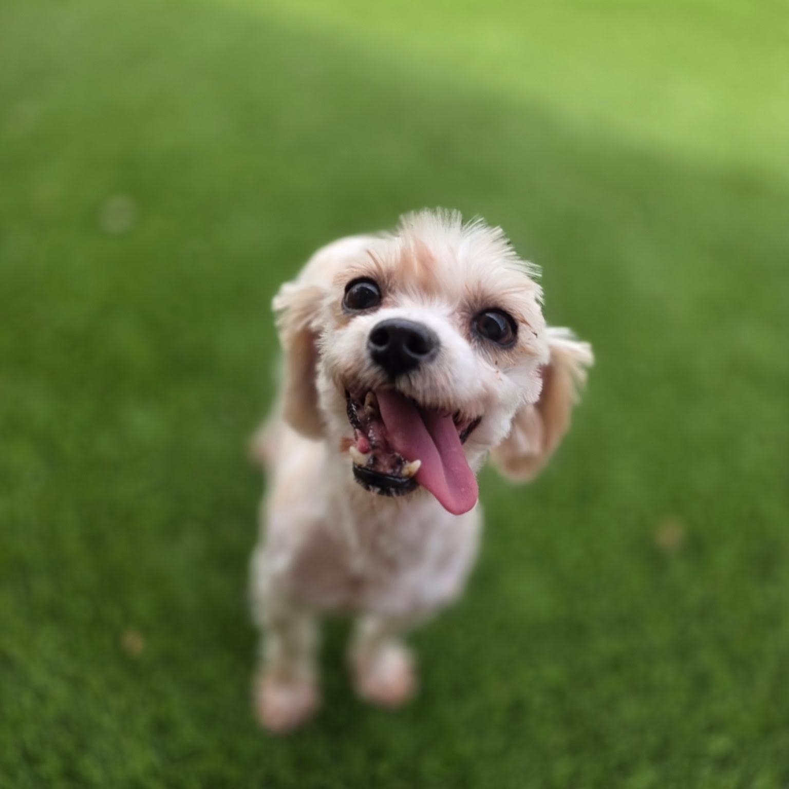 Enlarge Nilla, a ADOPTABLE Yorkshire Terrier in Anderson, SC image 4/4