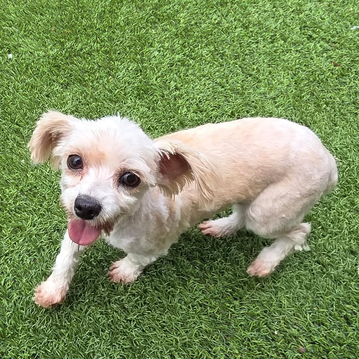 Enlarge Nilla, a ADOPTABLE Yorkshire Terrier in Anderson, SC image 2/4