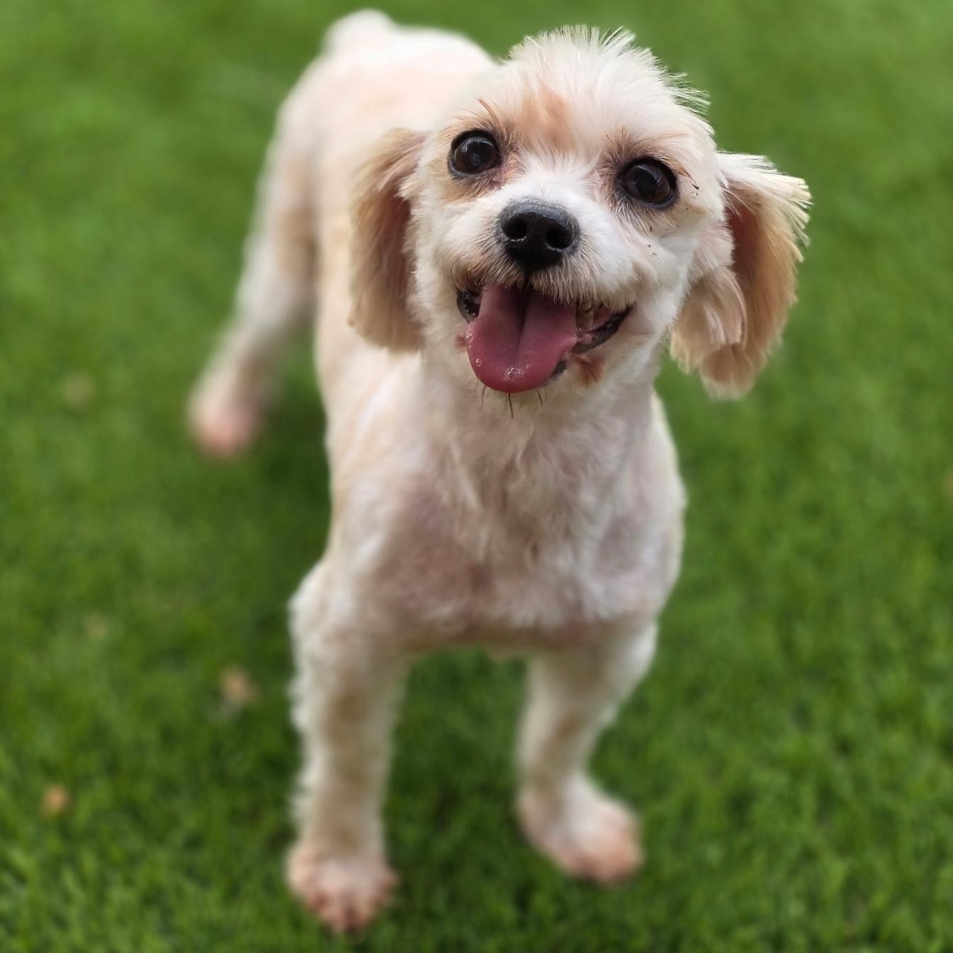 Enlarge Nilla, a ADOPTABLE Yorkshire Terrier in Anderson, SC image 1/4