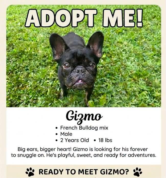 Gizmo, Adopted, Adult Male French Bulldog.