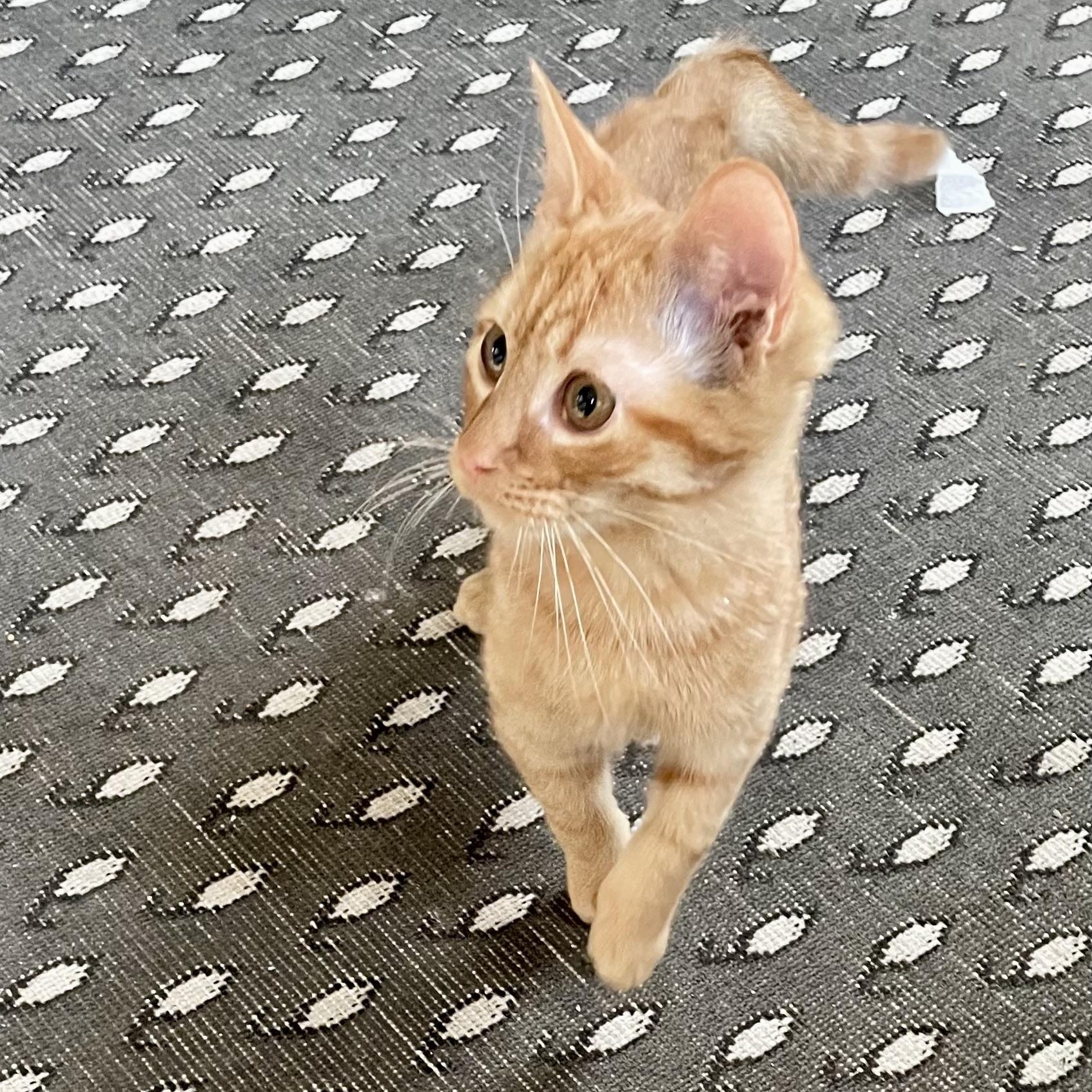 Enlarge R2D2, an adopted Domestic Short Hair in Richmond, VA image 3/3