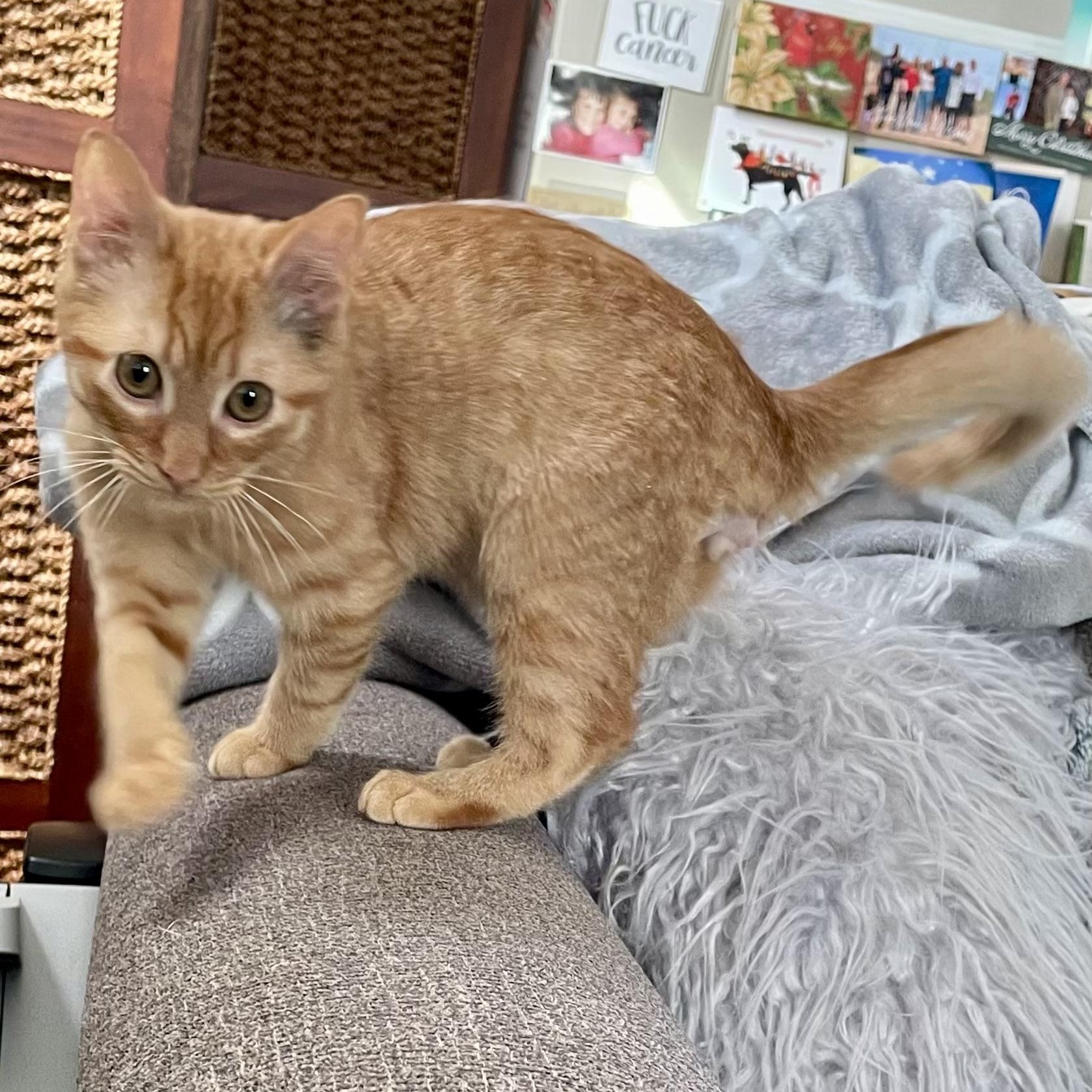 Enlarge R2D2, an adopted Domestic Short Hair in Richmond, VA image 2/3