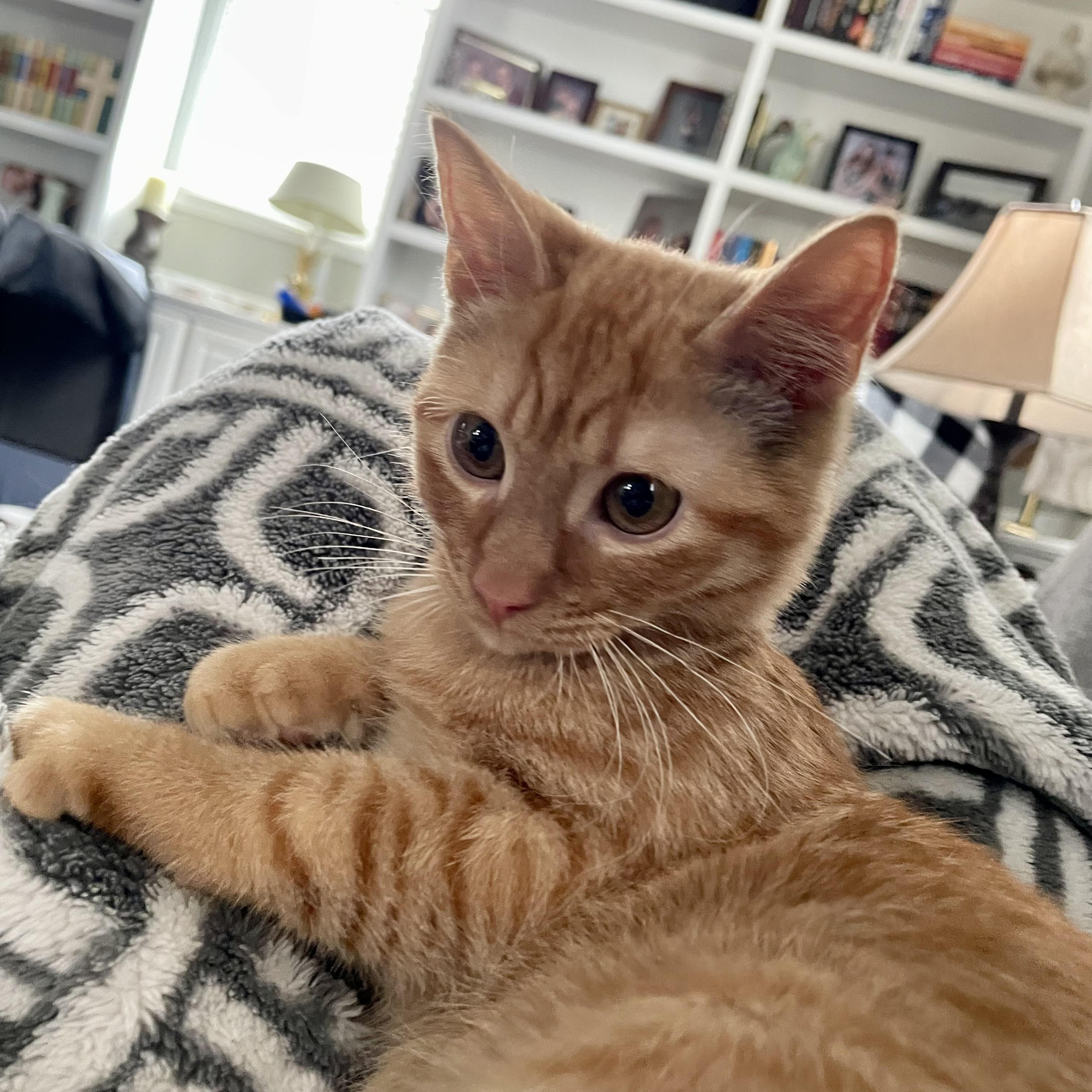 Enlarge R2D2, an adopted Domestic Short Hair in Richmond, VA image 1/3