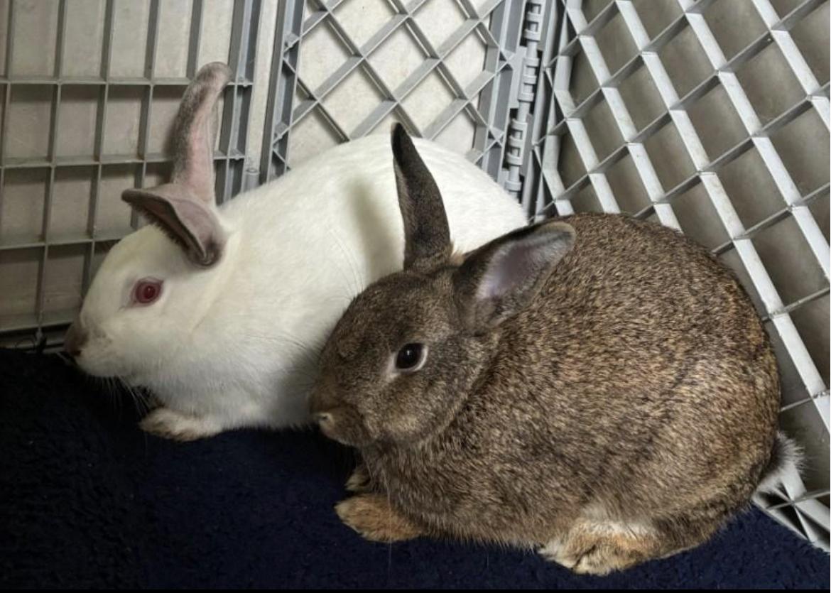 Sugar & Spice URGENT, Adoptable, Adult Male American.