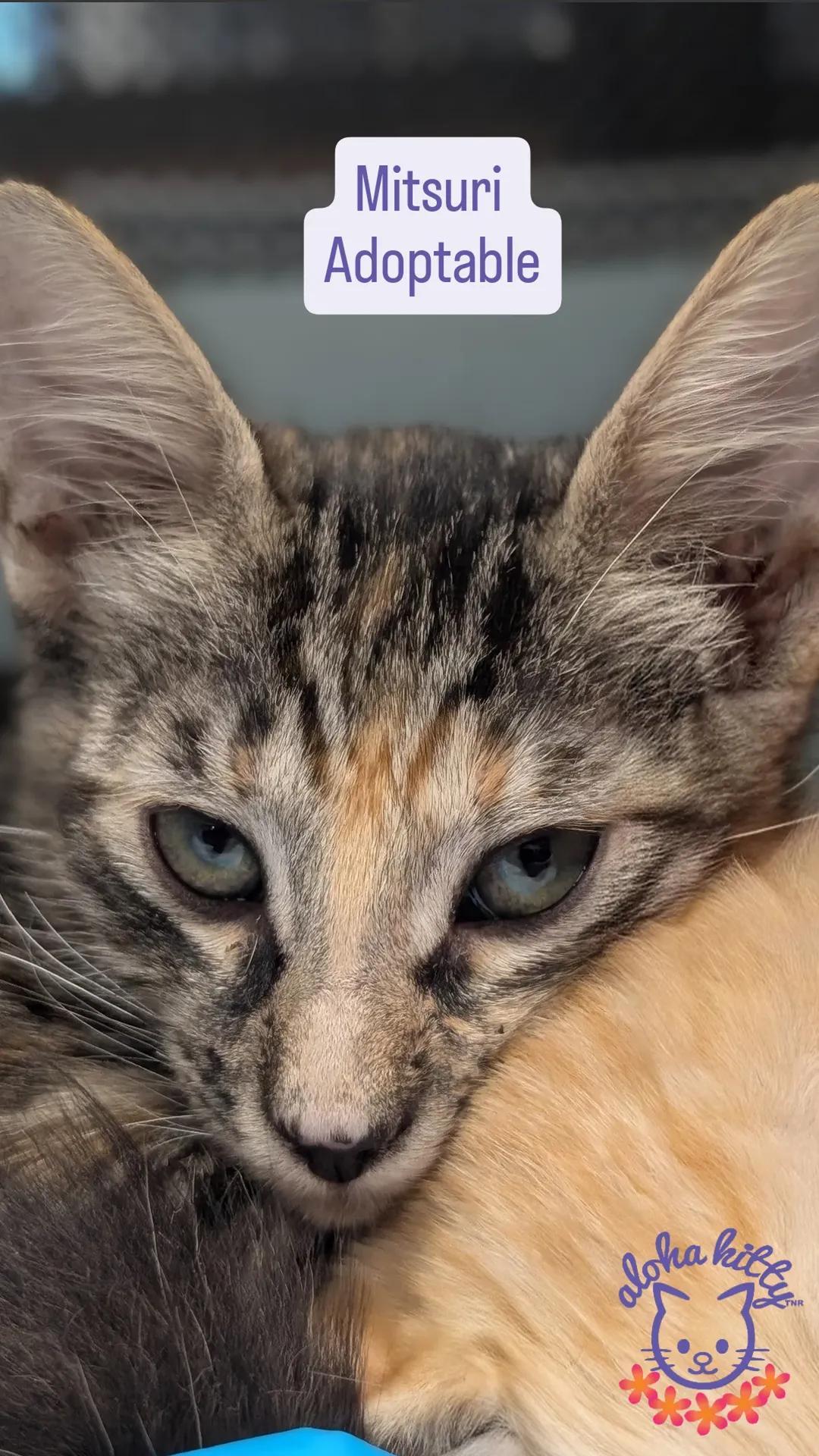 Enlarge Mitsuri, a Adoptable Domestic Short Hair in Honolulu, HI image 1/2